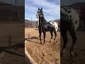 Необычный жеребёнок чубарой масти / аппалуза / The most beautiful appaloosa horse