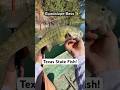 Catching the State Fish of Texas on the Llano River! #bassfishing #texas  #jonboat #riverfishing