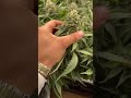 Lemon Haze 🍋 #weed #cannabis #cannabiscommunity #farming #farmlife #grow