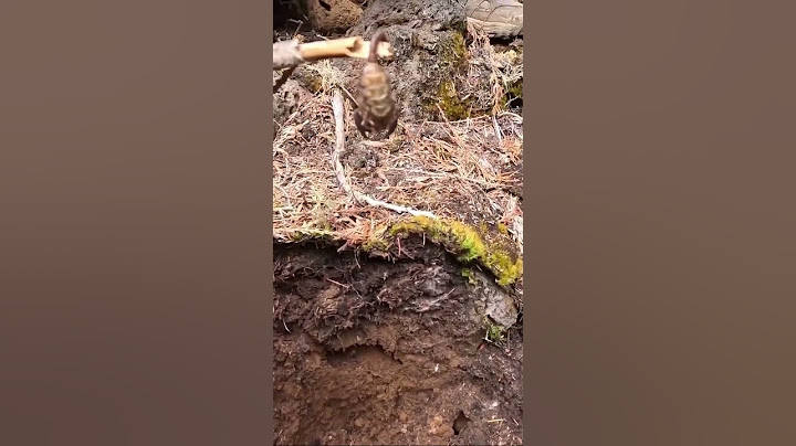What is this thing? I found it under a rock