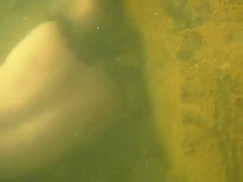 Underwater noodling vid of catfish escaping a hole...