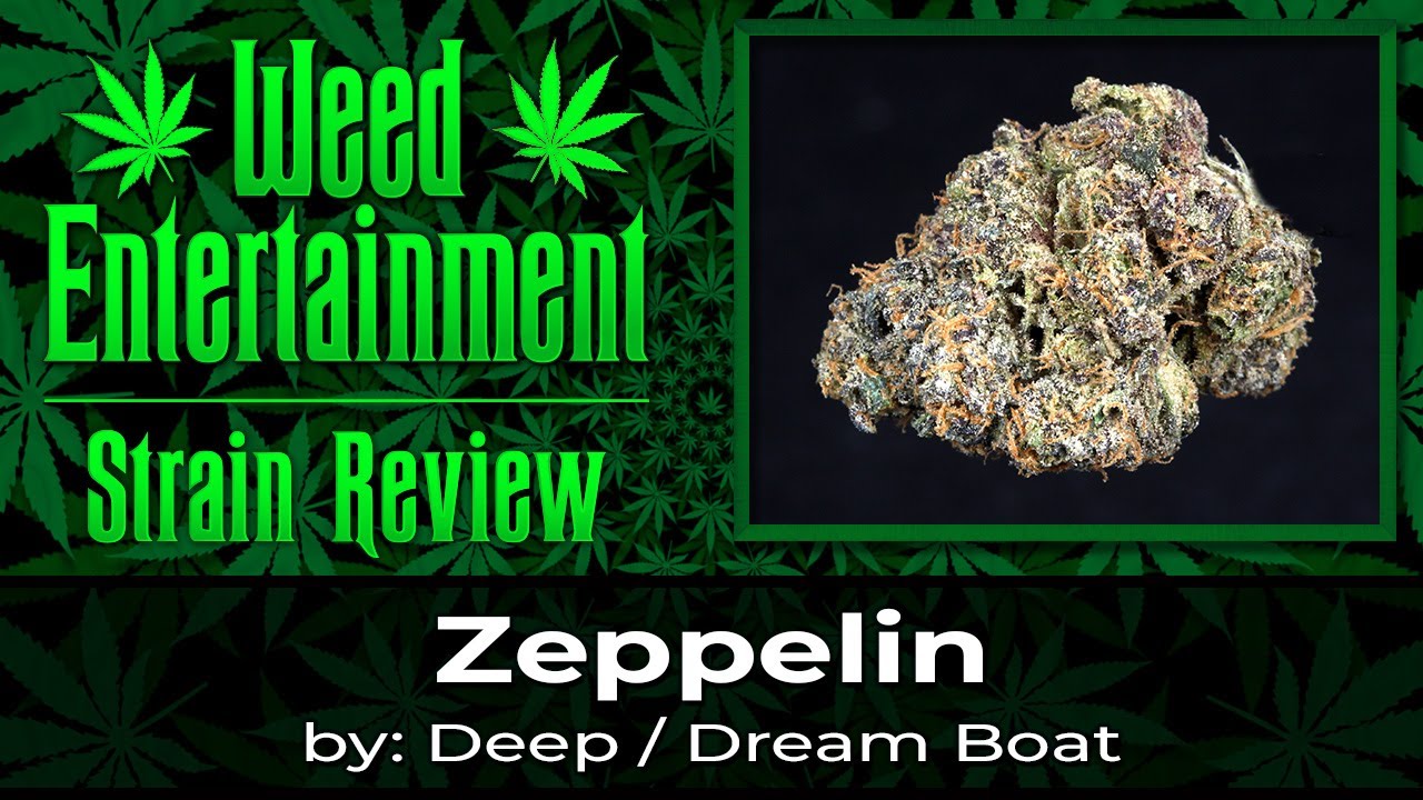 Zeppelin - by Deep / Dream Boat - Strain Review - November 2022