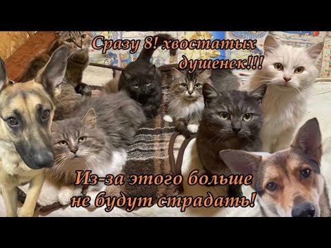 Сразу 8! хвостатых душенек!!! Из-за этого больше не будут страдать! Приют для животных