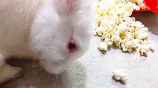 Popcorn time! Lady rabbit loves popcorn, she comes quickly when she hears the smell of popcorn ..