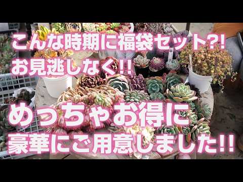 Succulents] A lucky bag set at this time of year?! We've prepared