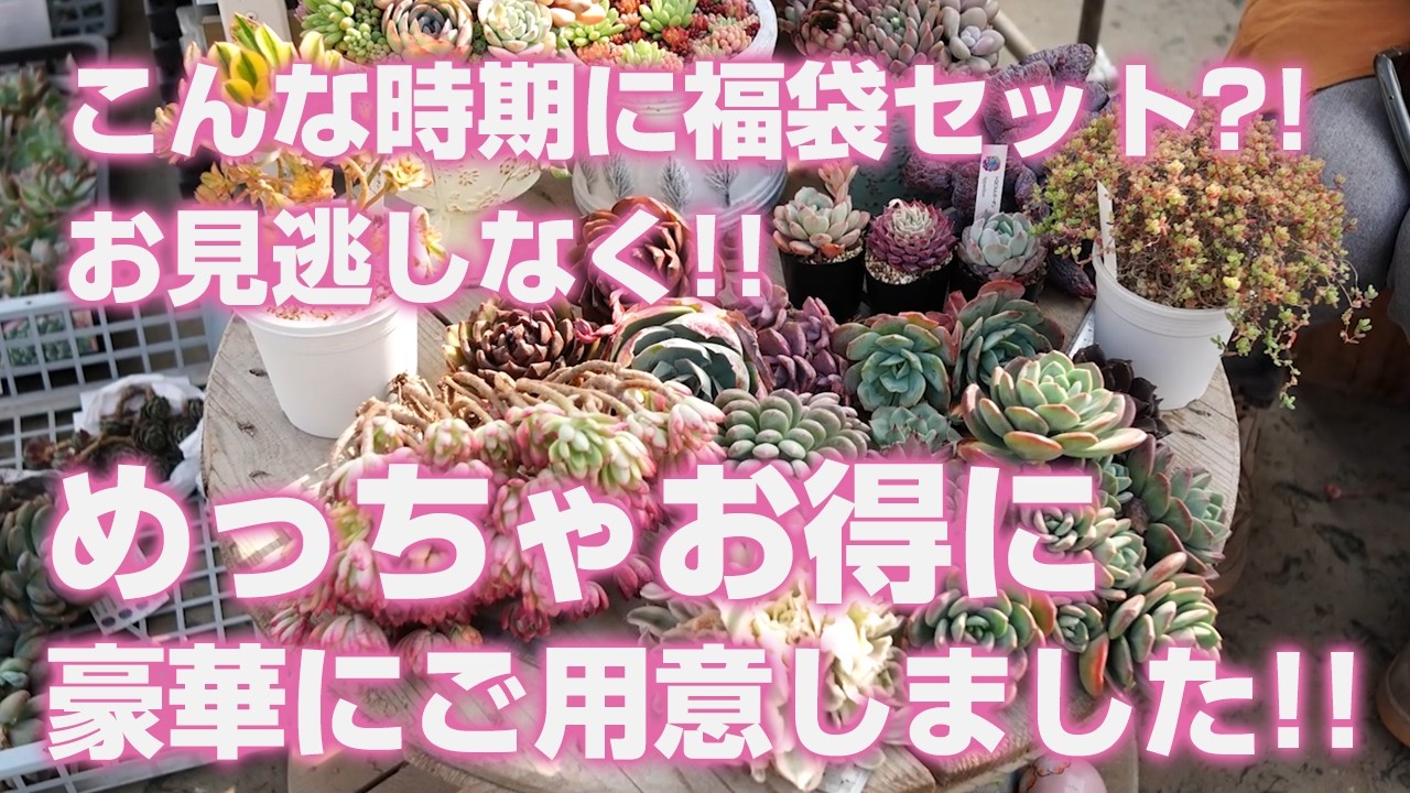 Succulents] A lucky bag set at this time of year?! We've prepared