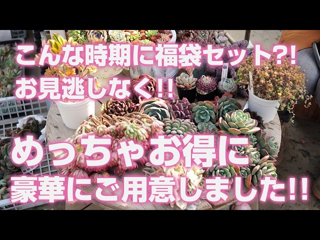 Succulents] A lucky bag set at this time of year?! We've prepared