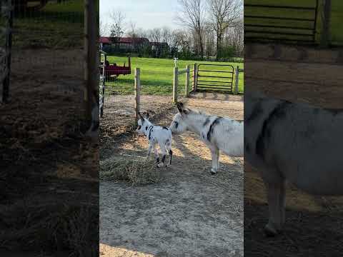 Baby donkey zoomies!