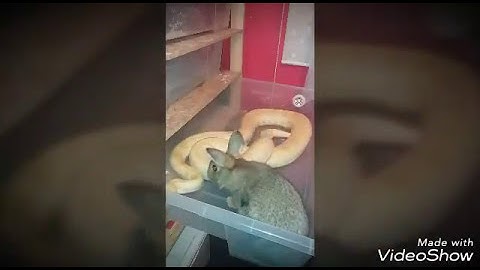 Snakes vs rabbit( pyton tygrysi albino)