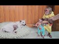 So funny cute monkey su  kuku secretly hid medicine stop mom because afraid dog pain