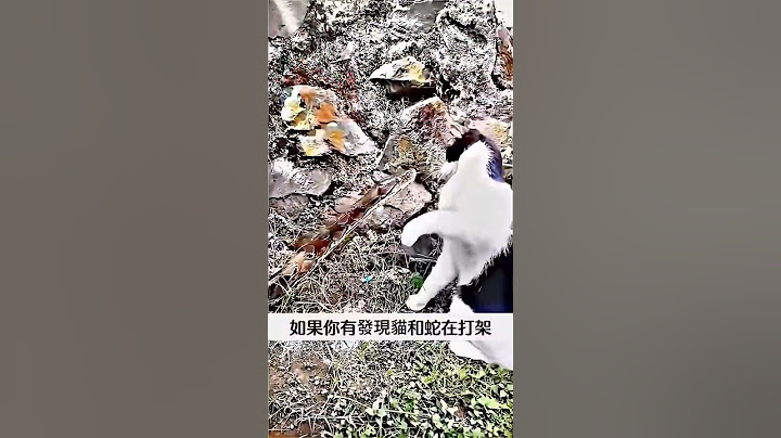 加油喔就是封面上的東西能弄到想讓我怎麼叫就怎麼叫 #貓蛇大戰 #10月21日 #貓咪超能力 #イラスト #cat #動物冷知識
