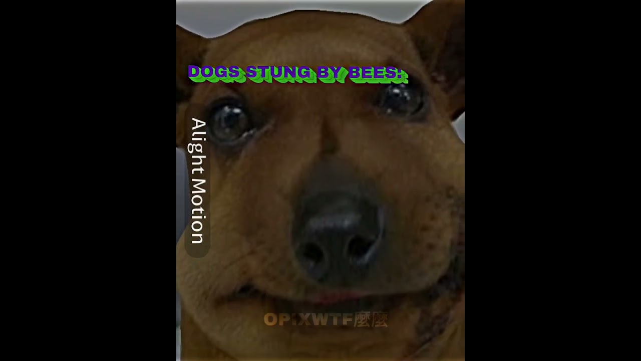Dogs stung by bees vs Cats stung by bees YouTube