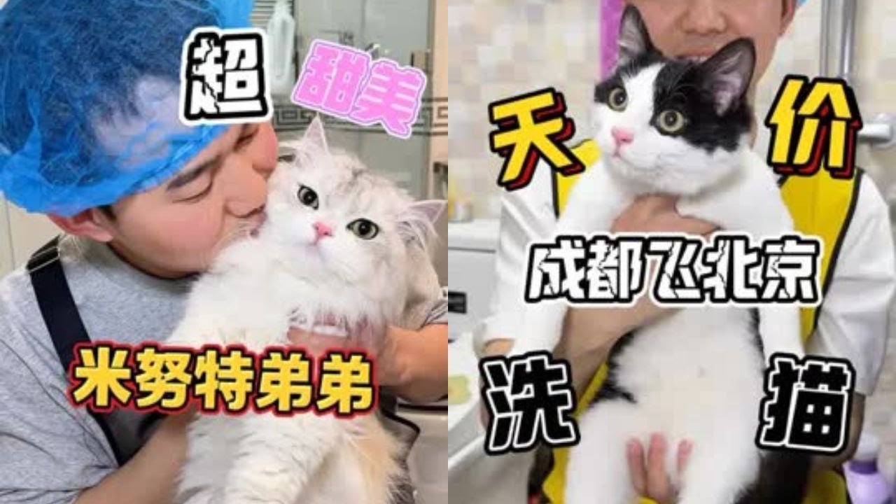 什么样的凶猫让老雷从成都飞到北京上门洗猫！你们说这钱花的值不值？ #洗澡  #宠物  #貓咪洗澡 #貓咪咬人 #惡貓 #上門洗貓 #寵物 #猫咪