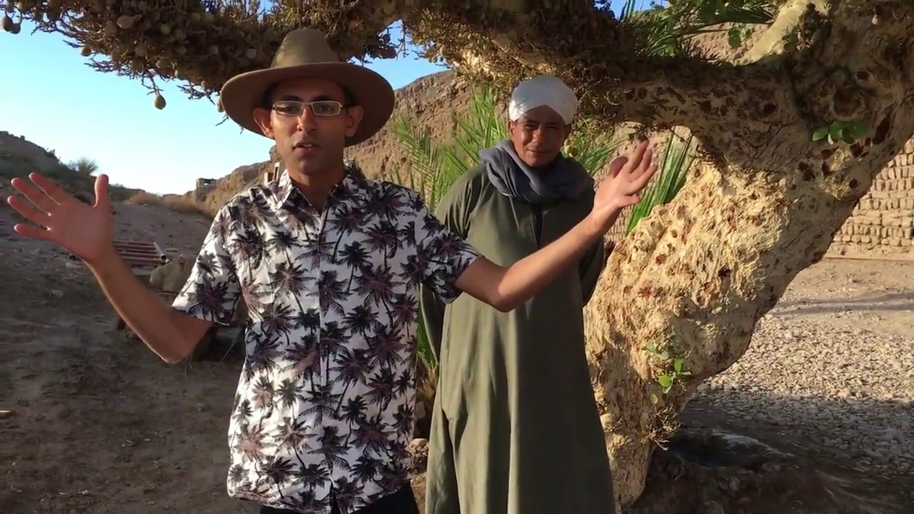 Sycamore the National Tree of Ancient Egypt YouTube