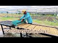 เพาะกล้าข้าวสำหรับรถดำนา / วัสดุเพาะข้าว / How to prepare nursery in tary for rice