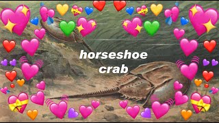 God's Perfect Creation: 💖The Horseshoe Crab💖