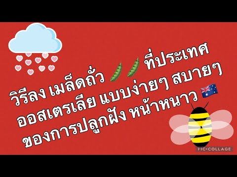 วีดีโอ: ข้อมูลถั่วฤดูหนาวของออสเตรีย - เรียนรู้วิธีปลูกถั่วลันเตาฤดูหนาวของออสเตรีย