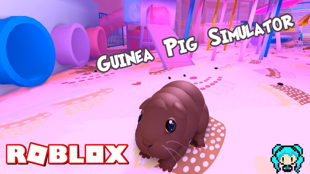Guinea Pig Simulator With Funny Moments Roblox Piggy Life Daily
