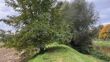 Miền quê nước Đức. Hái hạt óc chó cây tự mọc bên đường. Khám phá nơi ở nhà @MiGGermany