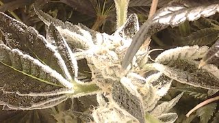 Indoor cannabis Horticulture: 420 grow tent beginning of week 5