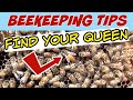Beekeeping | Tips To Help You Find Your Queen Easier