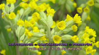 Primulaceae - Sleutelbloemen