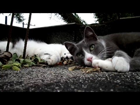 ねこあつめ Two cats resting together for 20 minutes