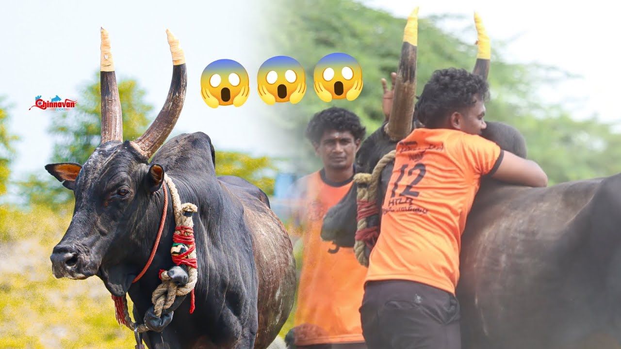 பழக்கு வடம் என்ன ஒரு ஆட்டம் 😱 களையும் வீரர்களும்🔥🔥#jallikattu#jallikattukalai#viral #வடமஞ்சுவிரட்டு 