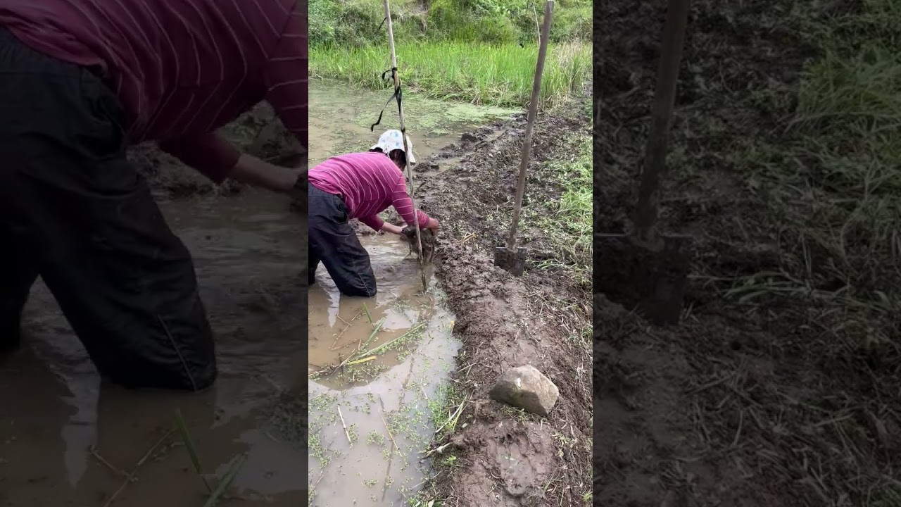 Constructing rice terrace walls in Ifugao 
