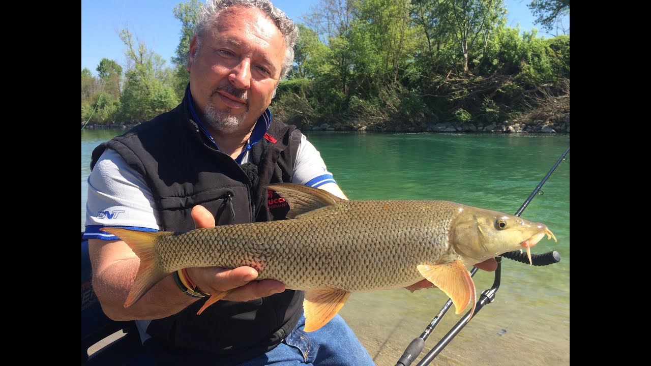 Trabucco TV - River Feeder - Barbi in Taro