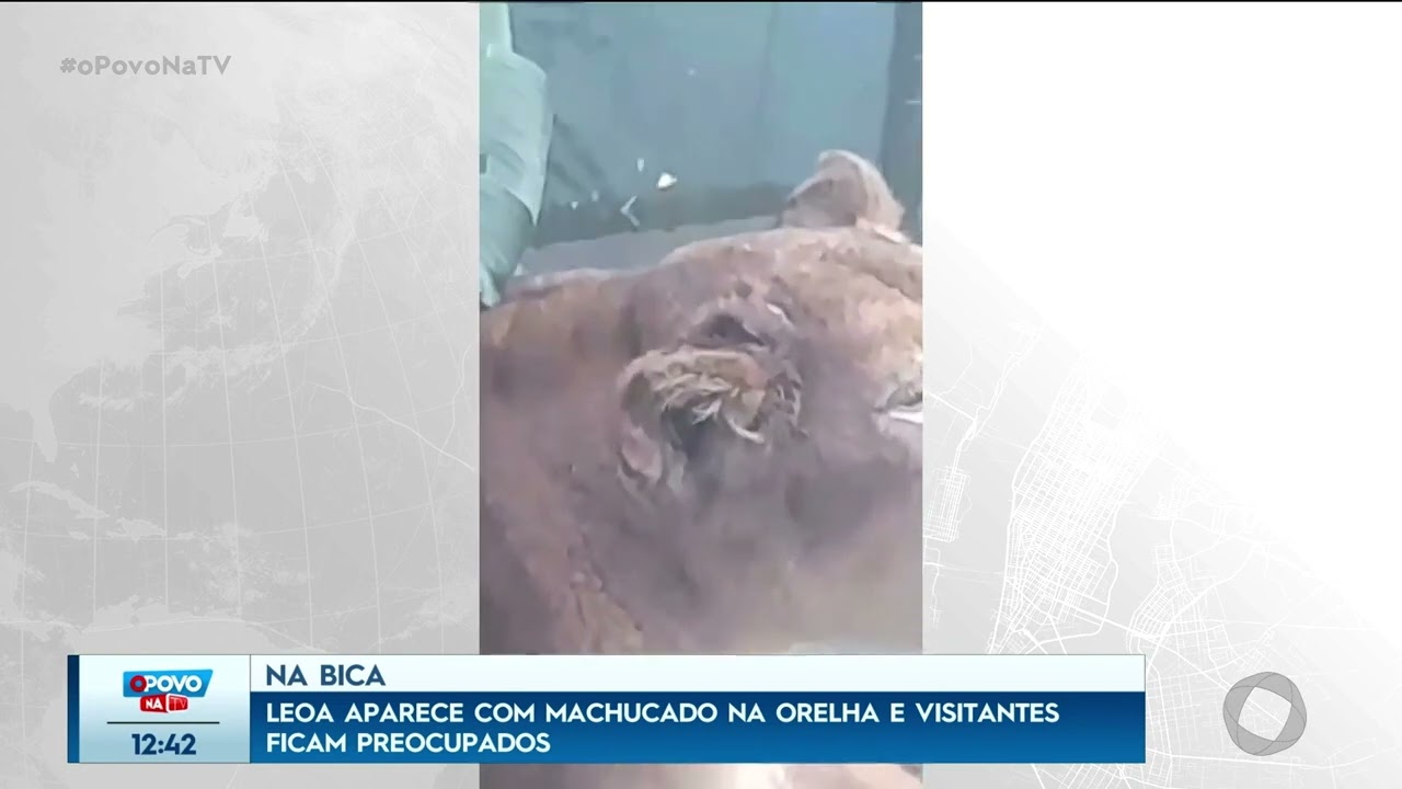 Na Bica: leoa aparece com machucado na orelha e visitantes ficam preocupados - O Povo na TV