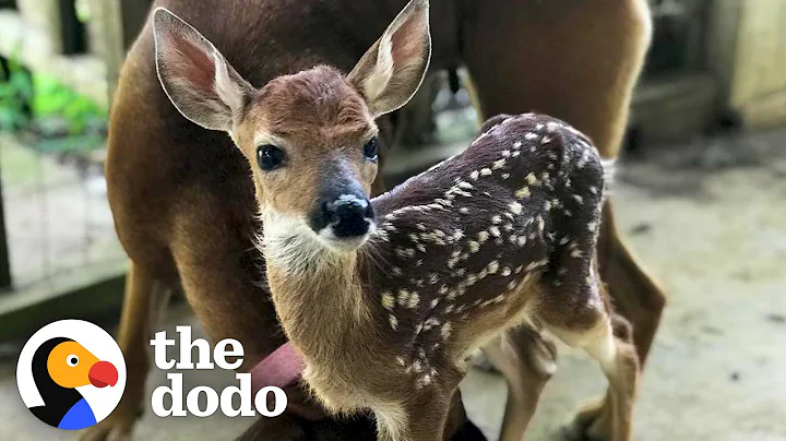 Fawn Comes To Lady's Door Every Morning | The Dodo...