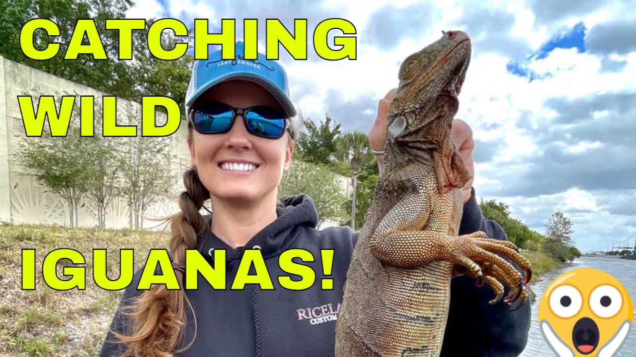 Iguana Hunting in South Florida! Catching and removing invasive species