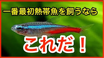 熱帯魚 草食まとめ Youtube