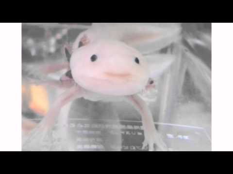 Video: Forskere Har Demonteret Axolotl-genomet Og Erklæret, At Det Vil Hjælpe Folk Med At Vokse Lemmer - Alternativ Visning