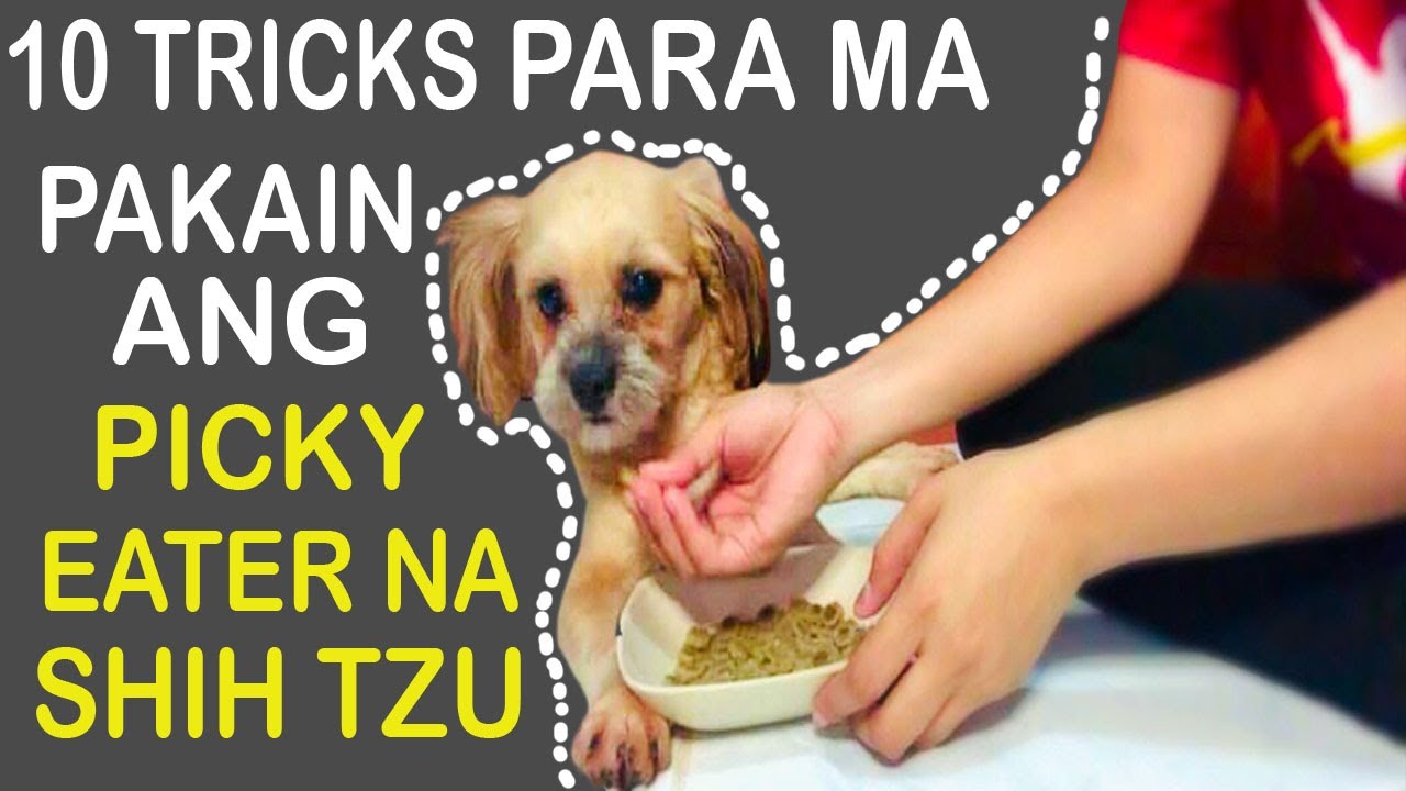 Paano Pakainin Ang Picky Eater Na Shih Tzu Or Aso | Paano Mag Alaga Ng Shih Tzu | Tricks For Shihtzu