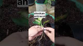 Memisahkan anakan aglonema dari bonggol