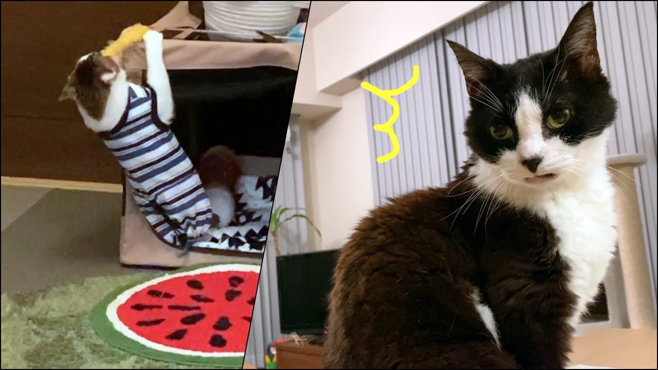 ムキムキの腕力をフル活用する猫 エビ天とエース Youtube
