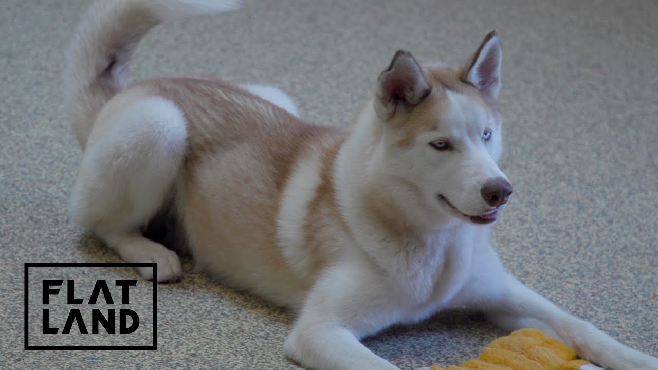 Stressed Dogs Need Homes