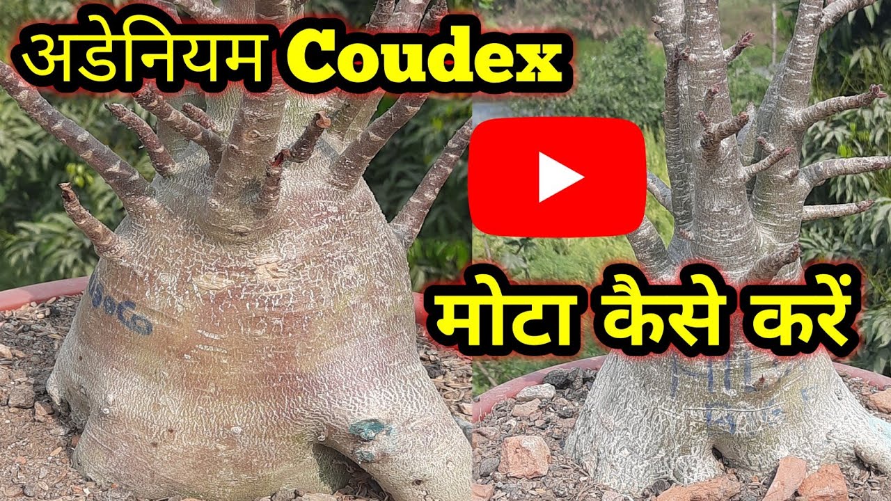 Как быстро сделать каудекс адениума толстым || Большой, тяжелый, мускулистый, подвижный/большой к...