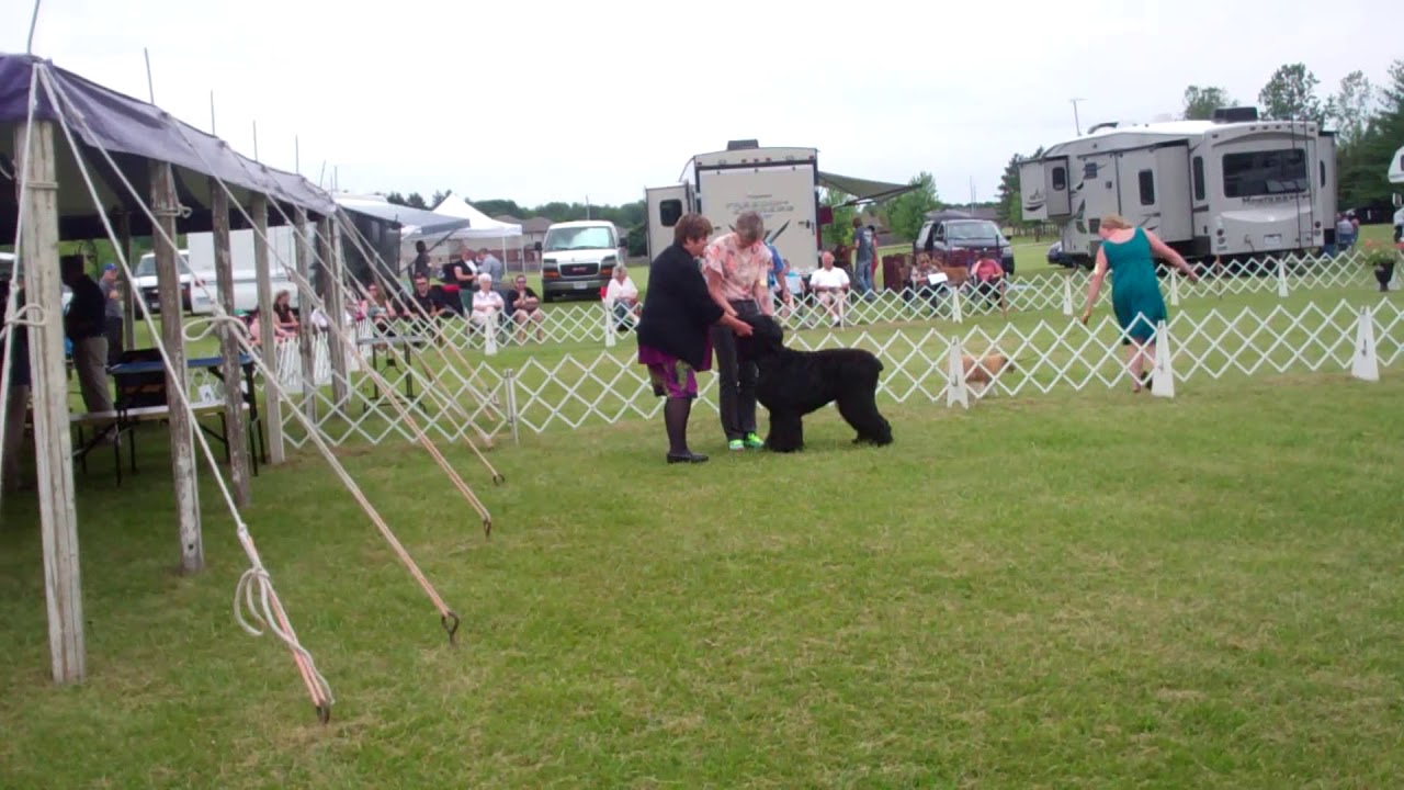 BRT Indy CKC Monarch kennel Club show Judge Judith Judith D taylor