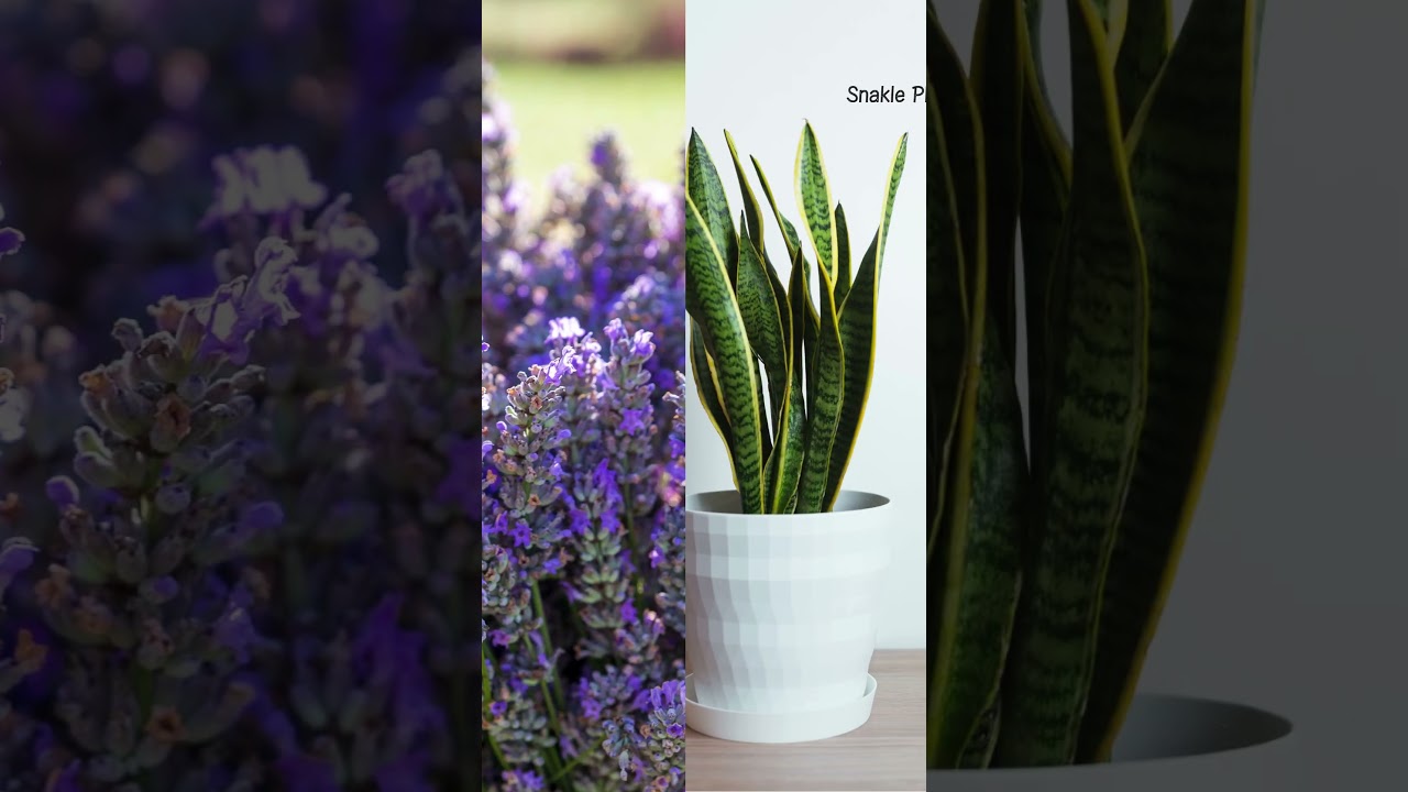 Top 3 Plans That Help You Sleep Better  