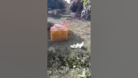 Vườn xoài cát Hoà Lộc tại Cao Lãnh