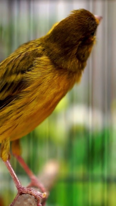 Canary with Zitting Cisticola or Prinia Song?
