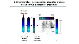 Video 3 4  Protein Sequencing Source