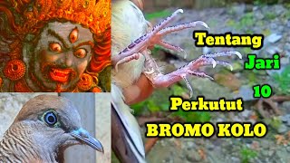 Perkutut katuranggan bromo kolo