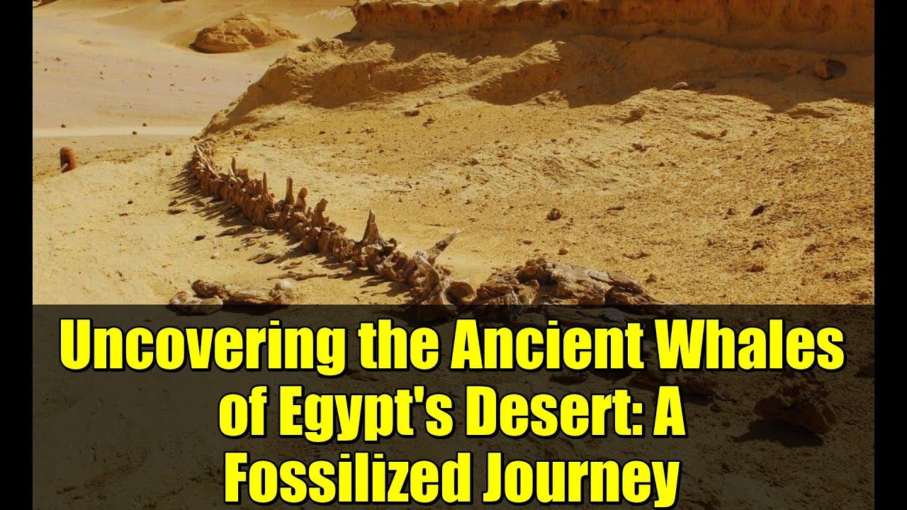 Раскрывая тайны древних китов египетской пустыни: путешествие по окаменелостям.