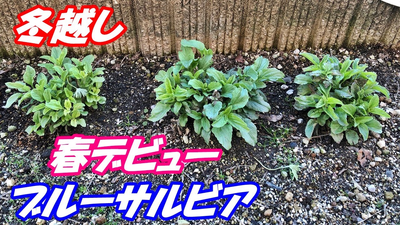 花 ブルーサルビアの育て方 切り戻し 地植え Youtube