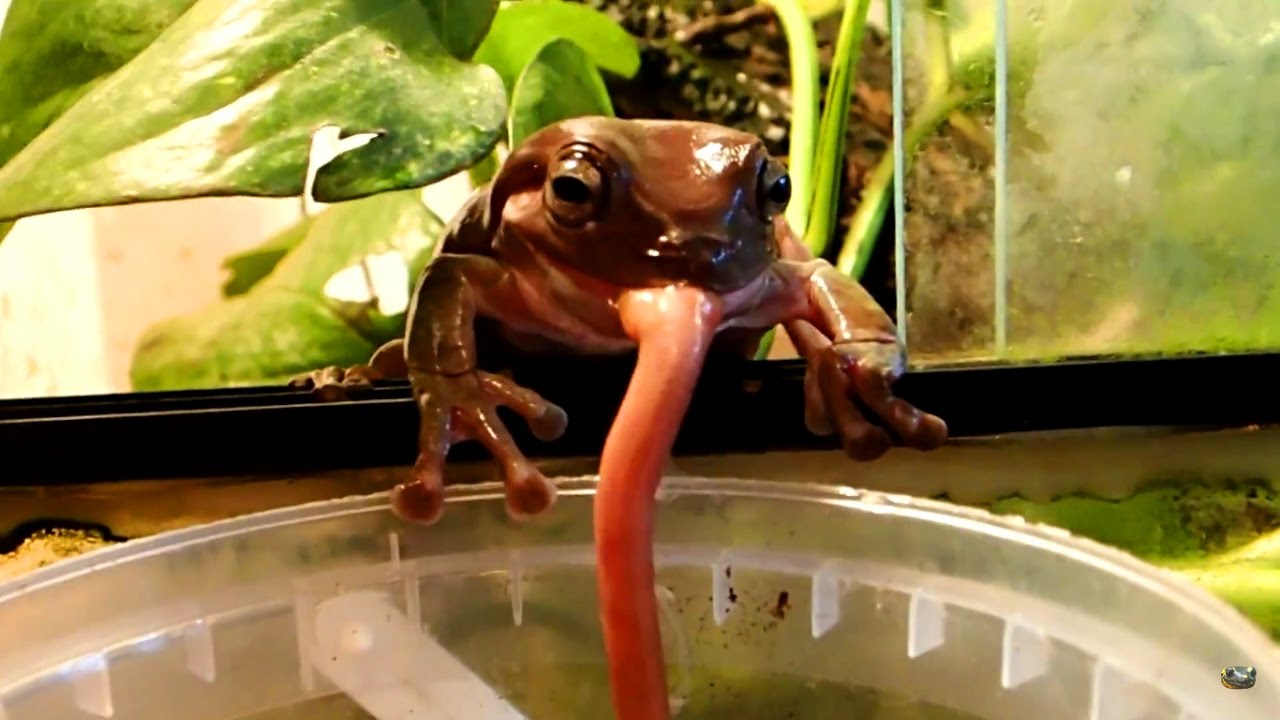 Dumpy Tree Frog Feeding || Korallenfinger Fütterung (Litoria caerulea) -