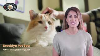 Pet Grooming Brooklyn - Discover the Magic of Brooklyn Pet Spa